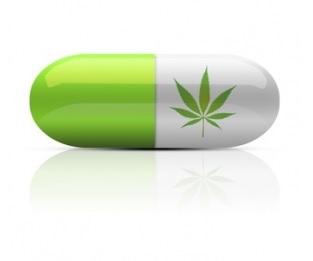 CANNABIS MÉDICAL : Et si sa légalisation réduisait l’addiction aux opioïdes ?