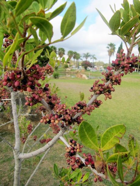 Pays Etranger  - Le Portugal - Caldas de Monchique