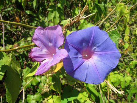 Pays Etranger  - Le Portugal - Caldas de Monchique