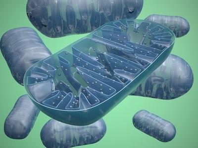 STRESS : Les mitochondries expliquent ses effets sur la santé