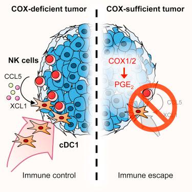 #Cell #cellulesNK #cancer #cDC1 Les cellules NK stimulent le recrutement de cDC1 pour intégration dans le microenvironnement tumoral assurant le contrôle immunitaire du cancer