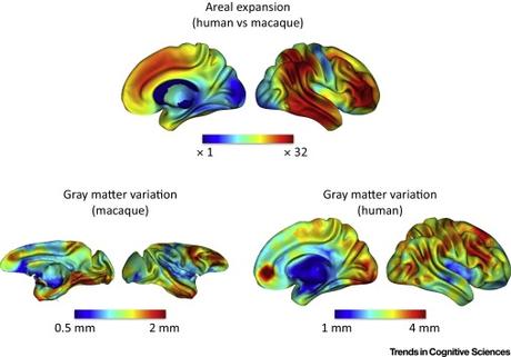 #trendsincognitivesciences #humains #primates #cerveau Comment le Cerveau des Primate Varie et Évolue