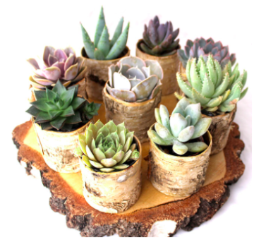 Il était une fois les Contes Succulents