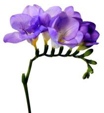 Freesia d’Angeline Monceaux