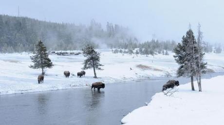 Bribes des grands froids