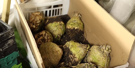 La conservation des légumes en hiver selon Charles Dowding