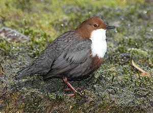 Les oiseaux de nos rivières