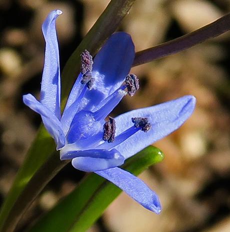 Scille à deux feuilles (Scilla bifolia)