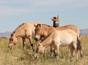 étude génomique remet question origines chevaux domestiques