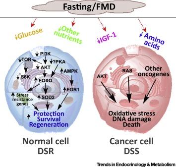 #trendsinendocrinologyandmetabolism #nutriments #stress #cancer Privation de nourriture, résistance au stress, et cancer