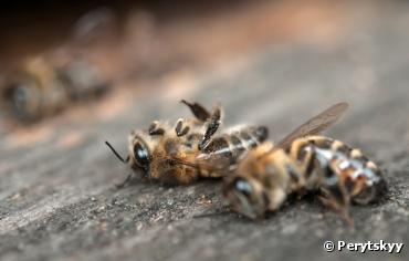 Sulfoxaflor : le Conseil d'Etat confirme la suspension de deux insecticides