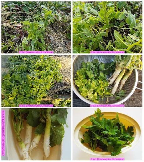 Pâté végétal vitaminé aux radis et au persil (Vegan)