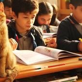 Cat Wanders Into Third-Grade Class - And Decides He's Never Leaving