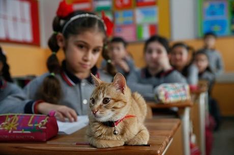 Tombi, un chat dans une classe