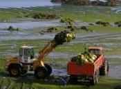 Pollution algues vertes l'Etat condamné Bretagne