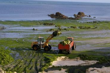 Pollution aux algues vertes : l'Etat condamné en Bretagne