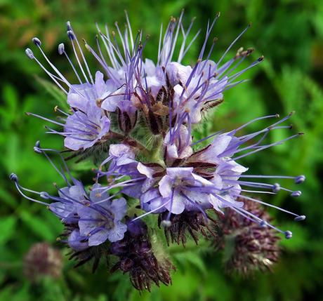 Phacélie à feuilles de tanaisie (Phacelia tanacetifolia)