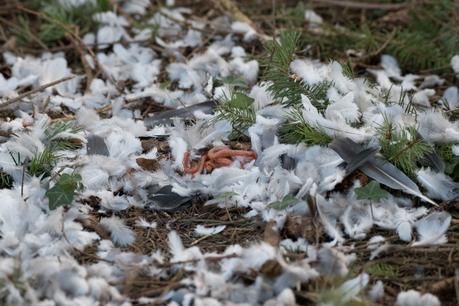 Traces, indices et repérages pour la photographie animalière