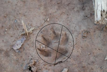 Traces, indices et repérages pour la photographie animalière