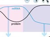 #Cell #ARNm #transcrit #méiose Changements omniprésents niveaux protéines contrôlés commutation d’isoformes transcrits cours méiose