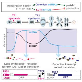 #Cell #ARNm #transcrit #méiose Changements omniprésents de niveaux de protéines contrôlés par la commutation d’isoformes de transcrits au cours de la méiose