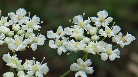 Libanotis, Séséli libanotis (Libanotis pyrenaica)