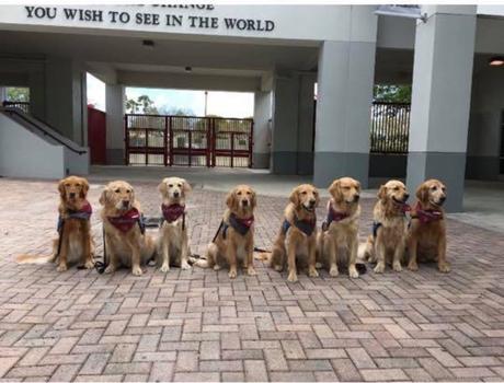 Les chiens du lycée de Parkland Les chiens du lycée de Parkland