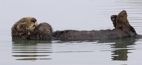 Les loutres de mer sont des pourritures.