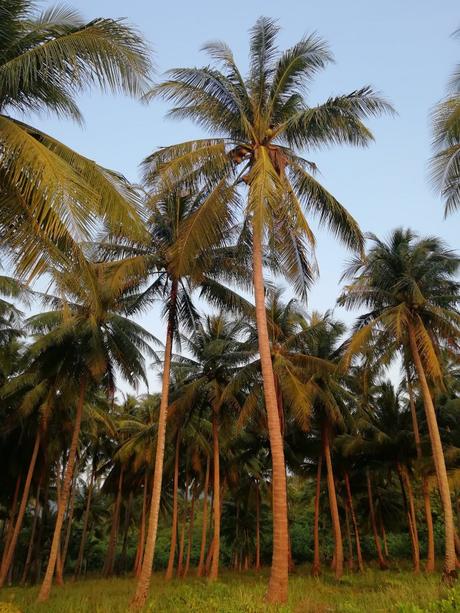 Cambodge : Koh Rong aka Survivor Island