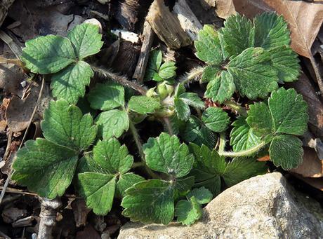 La Potentille stérile attend des jours plus chauds