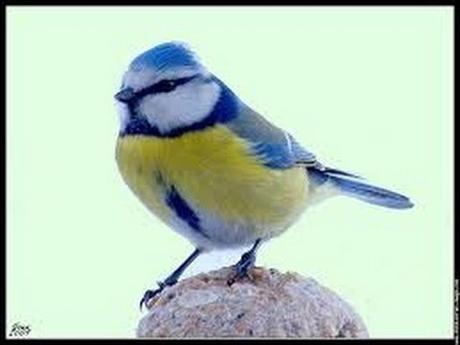 Divers - Mésanges bleues