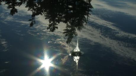 Ces Singes Qui Montent au Ciel