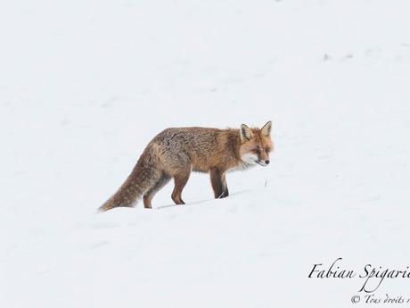 Renard roux en chasse hivernale