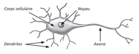 neurone biologique