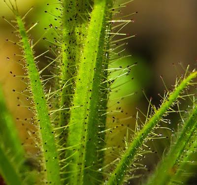 Roridula gorgonias : une espèce proto-carnivore