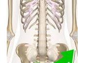 Virages poussée-pelvienne