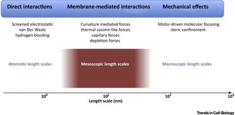 #trendsincellbiology #membranes #fluctuations #intéractions Agrégation sur les Membranes : Fluctuations et Plus Encore
