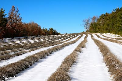 Les lavandes et la neige