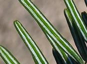 Sapin Vancouver (Abies grandis)