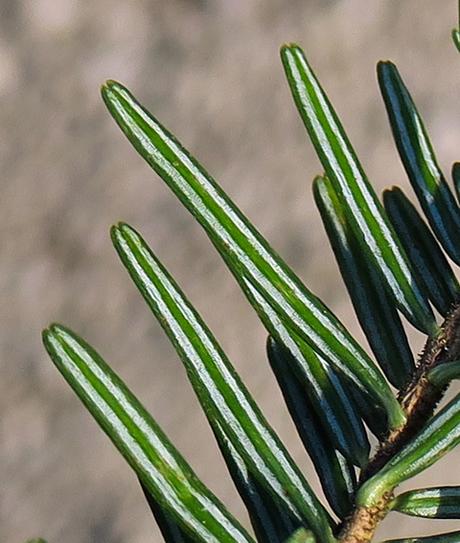 Sapin de Vancouver (Abies grandis)