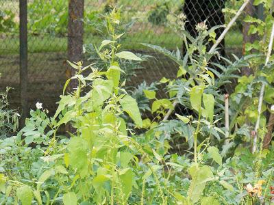 Que planter dans un jardin en permaculture ?