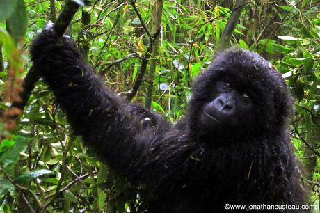 Voir les gorilles au Rwanda