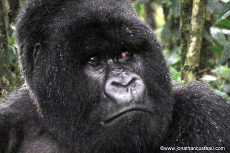 Voir les gorilles au Rwanda