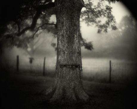 sally-mann,photography,southern-landscape,collodion,pictorialism