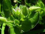 Stellaire intermédiaire (Stellaria media subsp. media)