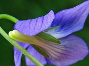 Violette Rivin (Viola riviniana)