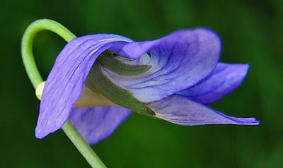 Violette de Rivin (Viola riviniana)