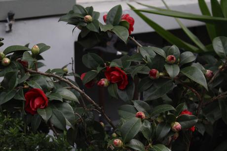 Comme un air de printemps dans la rue Crémieux