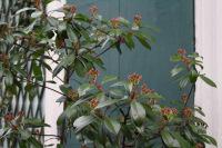 Comme un air de printemps dans la rue Crémieux