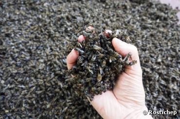 Abeilles : les pesticides ne seront plus recherchés en cas de mortalités aigües et massives Abeilles : les pesticides ne seront plus recherchés en cas de mortalités aigües et massives
